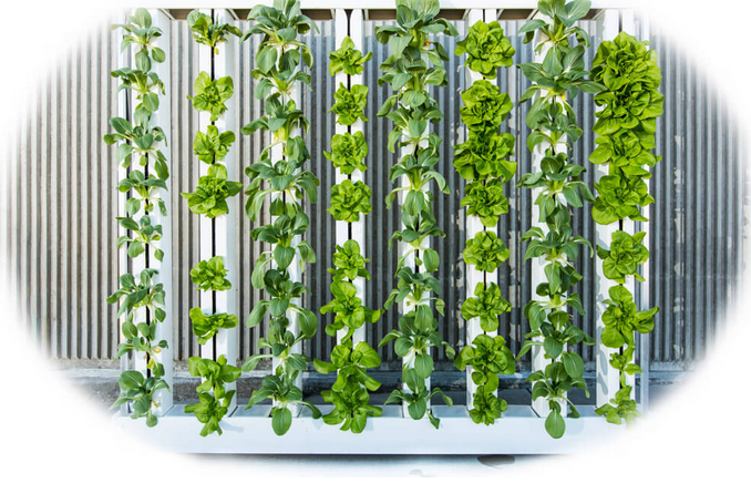 Image from Bright Agrotech