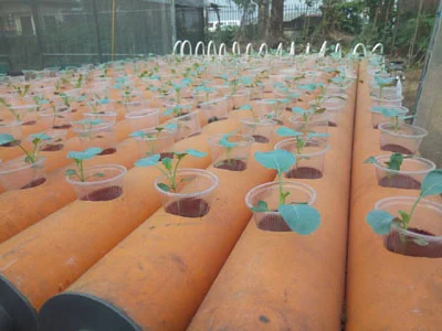 Anifowose-ikeja-urban-farm-2.jpg