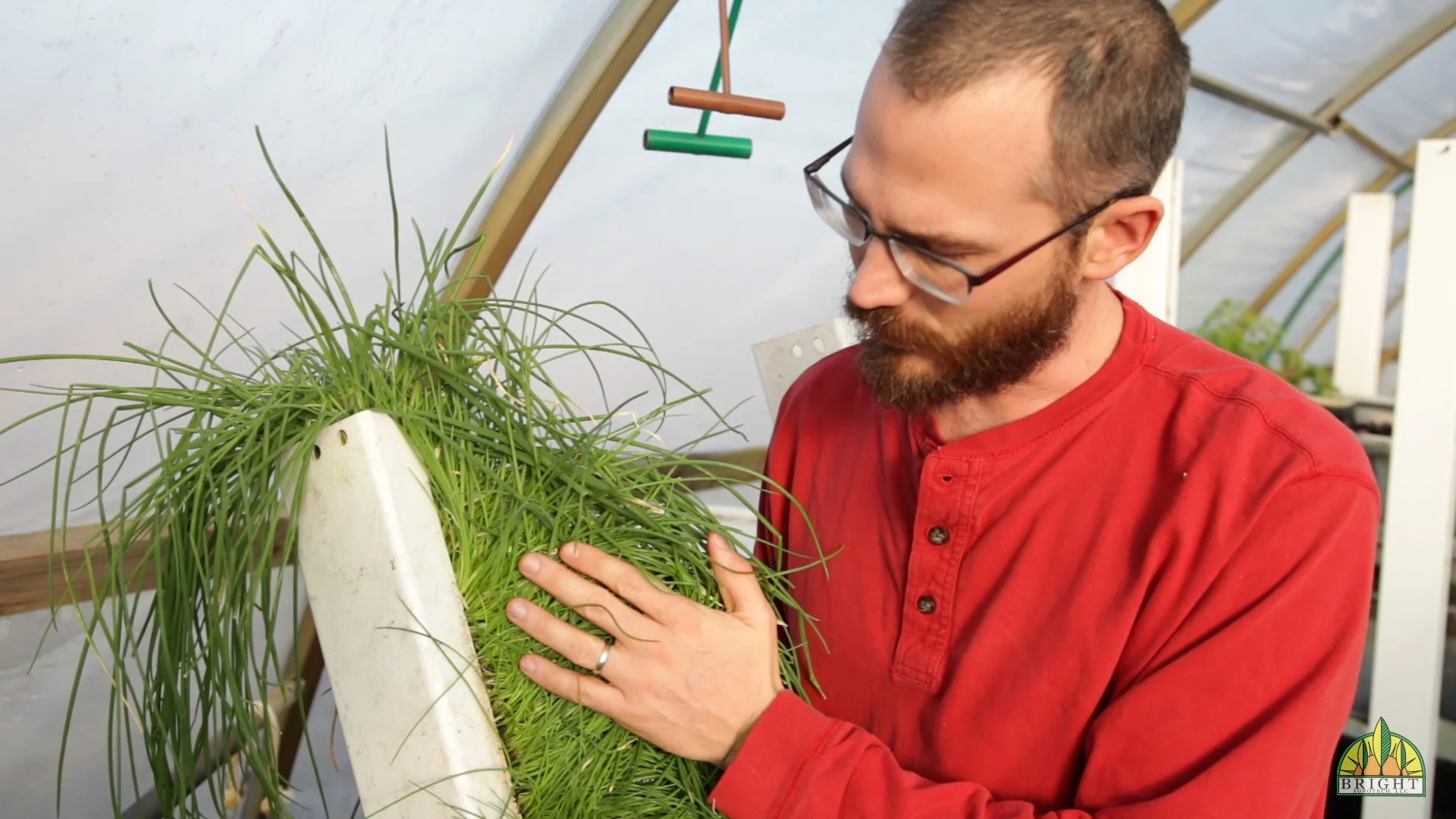 chives in a zipgrow nate.jpg