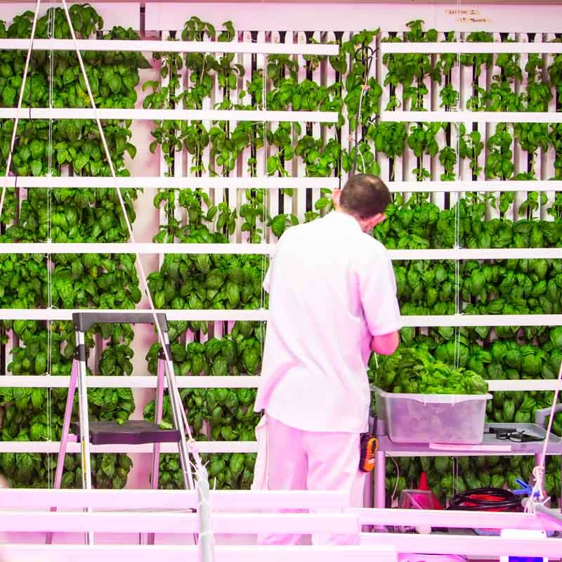 20150520-Yesterdays_basil_harvest_are_Local-Greens_in_Berkeley_California_.jpg