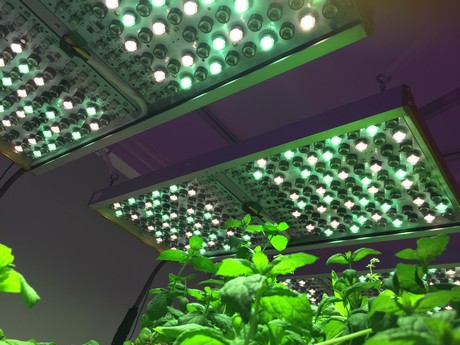 Use of Phytofy RL allows the researchers to evaluate the most varied light recipes, without having to change luminaires between individual tests.