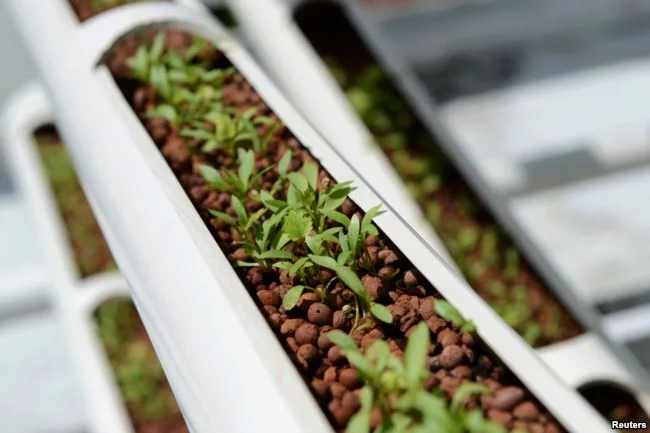 Organic cilantro seedlings sprout from growing towers that are primarily made out of polyvinyl chloride pipes at Citiponics' urban farm on the rooftop of a multi-story garage in a public housing estate in western Singapore, April 17, 2018.