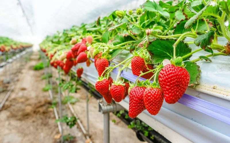 strawberries-afp-relax.jpg