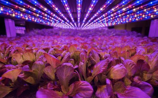 Using blue and red LED lighting makes vertical farms more economical to run (image courtesy of AeroFarms).
