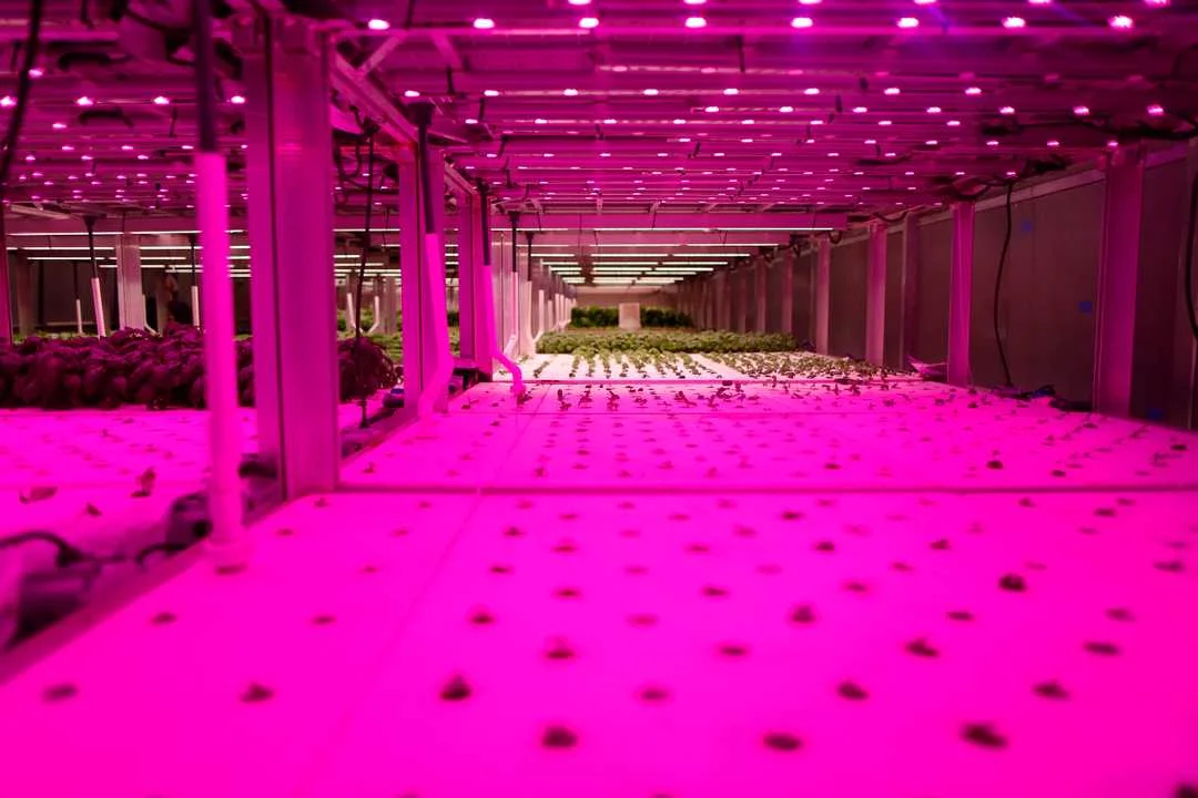 Basic is in various states of growth under grow lights that appear pink at 80 Acres Farms in the Spring Grove Village neighborhood of Cincinnati on Thursday, Feb. 28, 2019.Sam Greene, The Enquirer