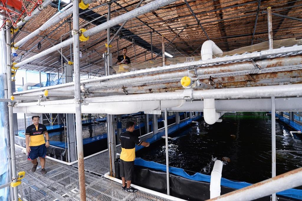 Apollo Aquaculture Group's prototype vertical fish farm at Lim Chu Kang. TODAY file photo