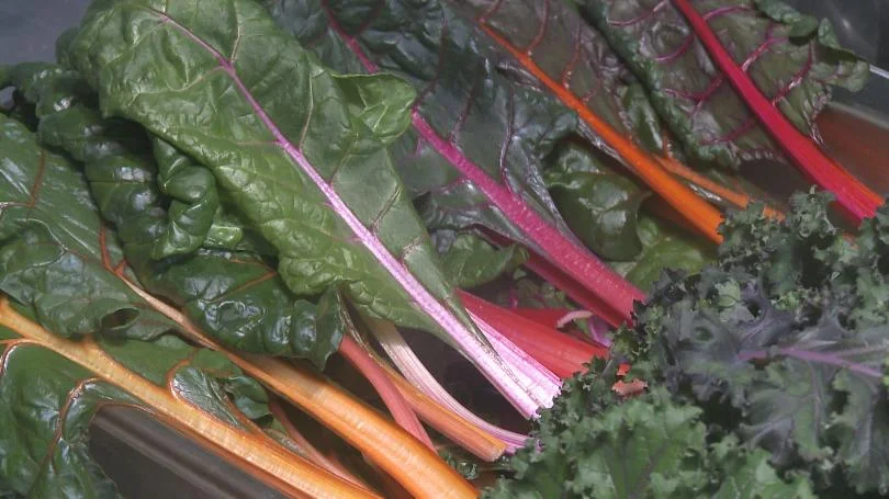 hydroponic-greens-01-03072019.jpg