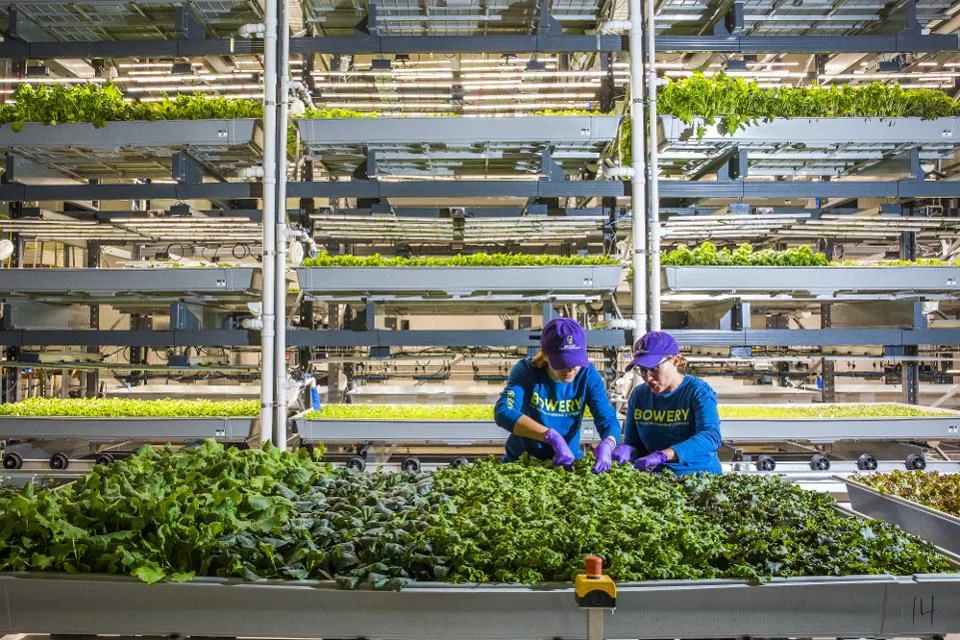 Farmers work at the Bowery Farming Inc. indoor farm in Kearny, New Jersey, U.S., on Tuesday, Aug. 7, 2018. Photographer: David Williams/Bloomberg© 2018 BLOOMBERG FINANCE LP