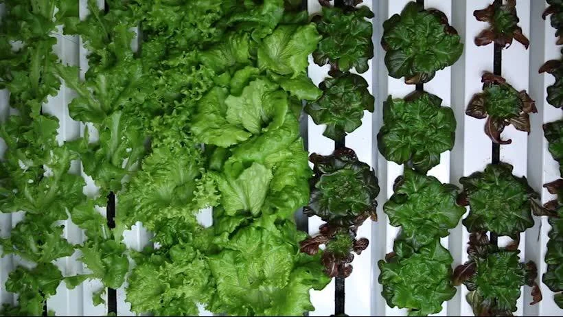 Growing-Greens-_-Freight-Farms-on-Facebook.jpg