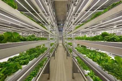 Russia's iFarm on Whether Vertical Farming Could Herald A New Era of Urban Agriculture - Interview