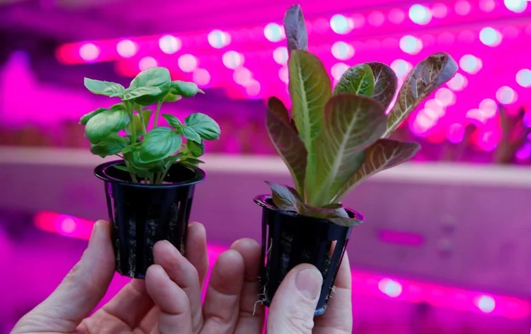 A basil plant and a red lettuce grown without soil, using nutrients and water while LED-lights give it the light it needs to grow, is pictured.