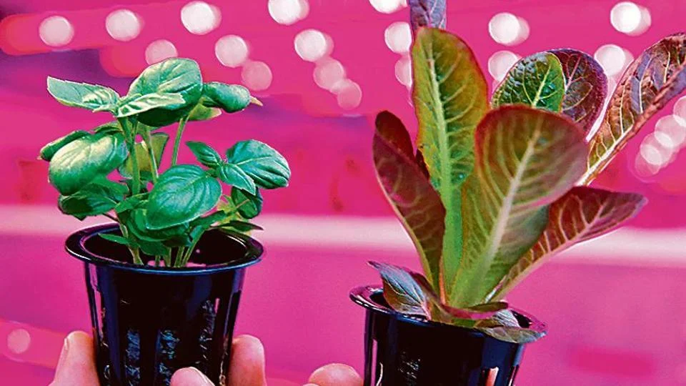 Circular farming involves waste food being turned into nutrients that are used to grow new crops.(iStock/Representative Image )