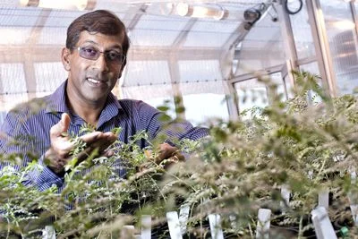 Professor Sagadevan Mundree will lead a foundation project with the CRC.