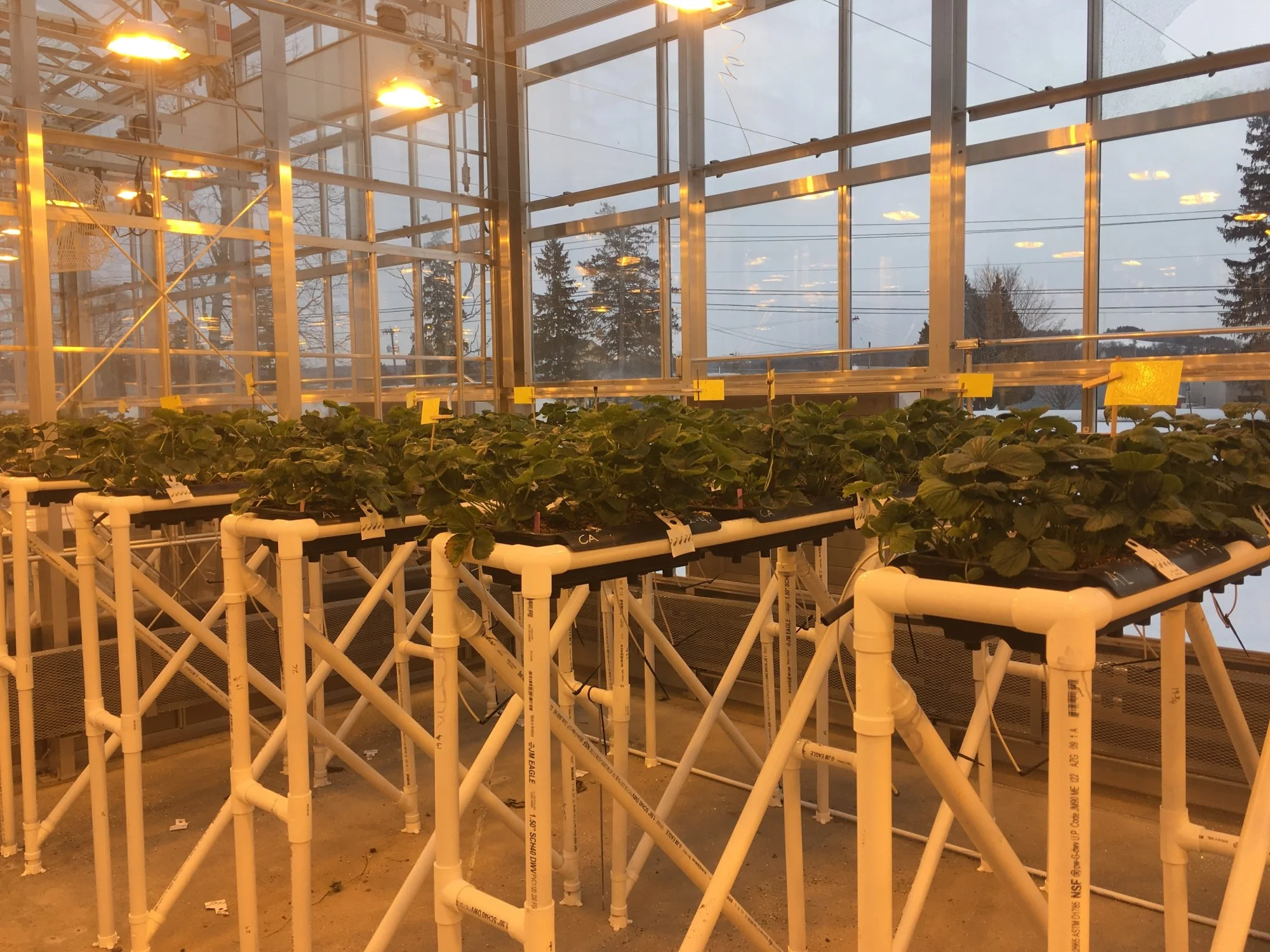 GLASE researchers are conducting greenhouse experiments on tomato and strawberry to analyze the relationship between light, carbon dioxide and plant growth.