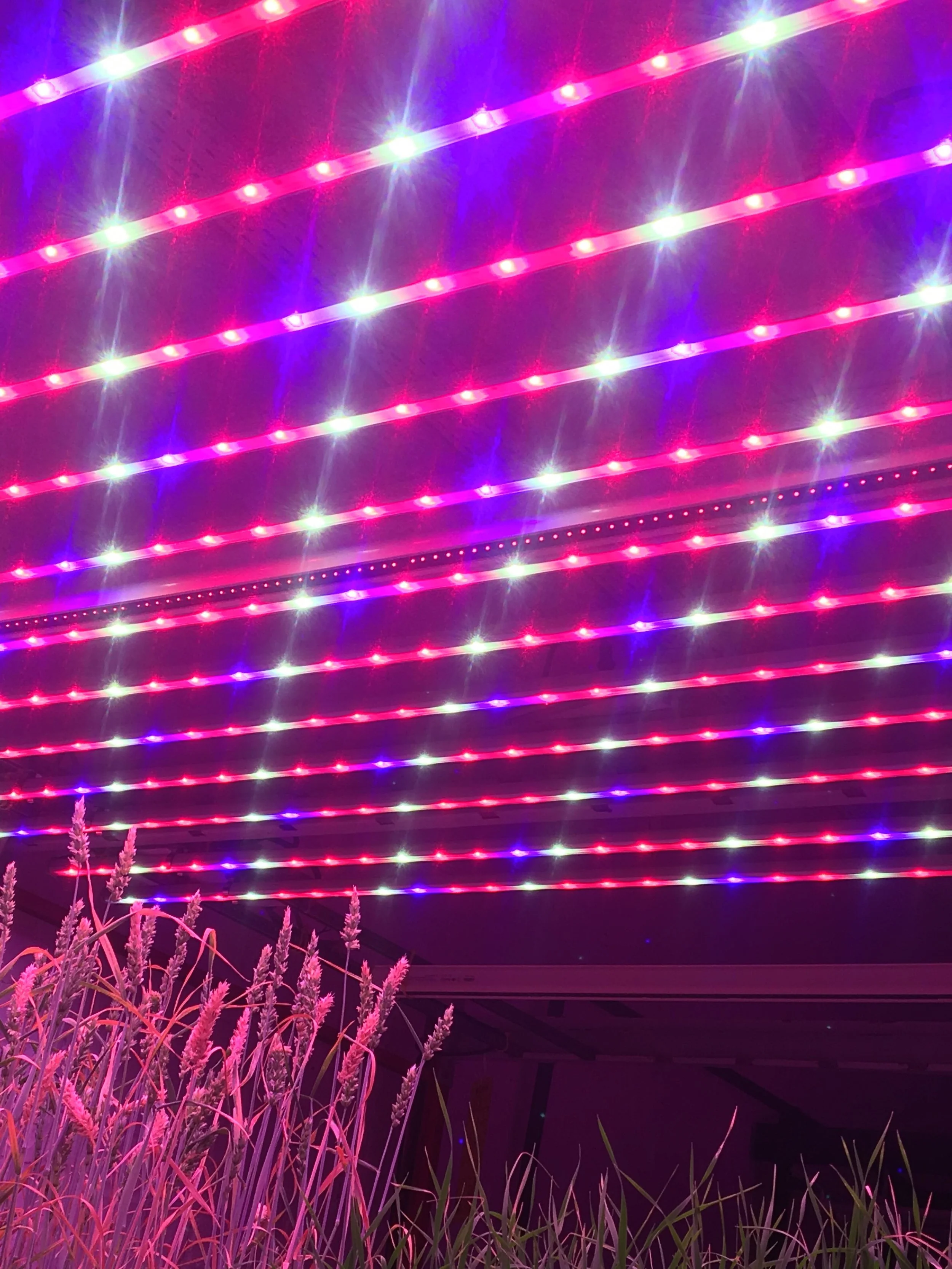 Picture 2 UCS wheat growing test.jpg