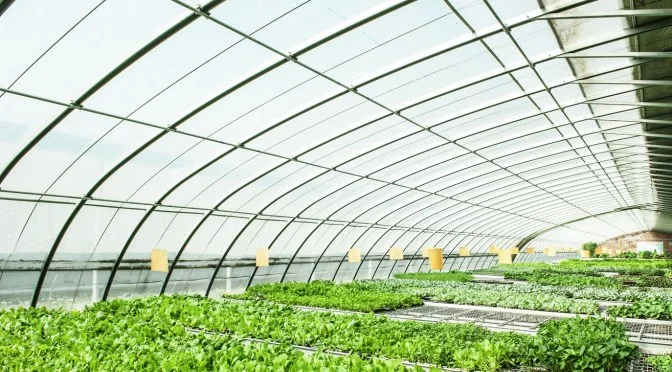 3 Obstacles Facing The Urban Agriculture Industry In New York