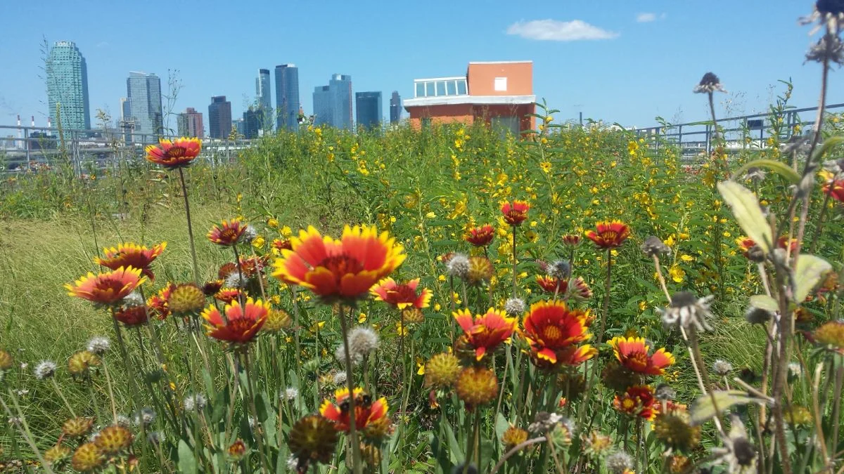 Kingsland Wildflower Rooftop . Image: Kingsland Wildflowers Green Roof & Community Space