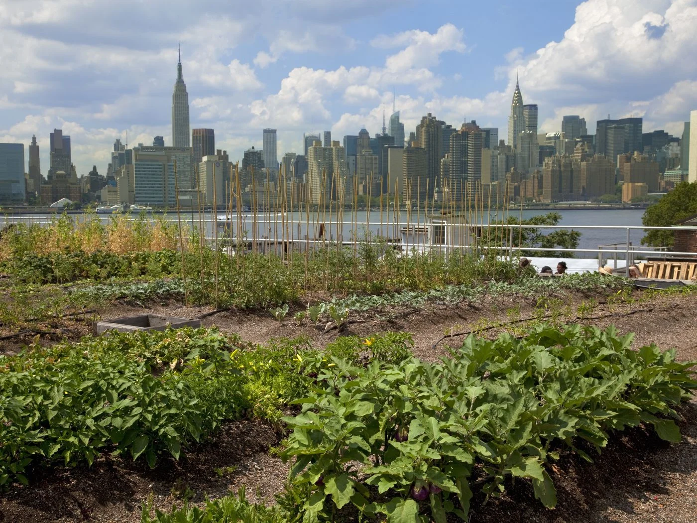 Eagle Street Rooftop Farm | UIG via Getty Images