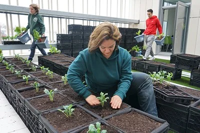 Photo by Ed Brennen Macayla Cote of Mill City Grows helps transfer vegetables to growing containers at the new Green Roof garden at University Crossing.