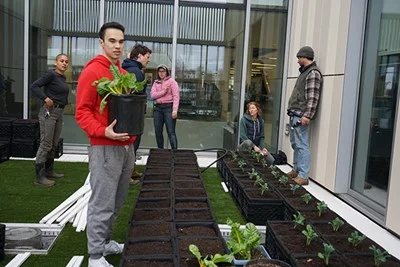 Photo by Ed Brennen Student Society for Sustainability President Akbar Abduljalil helps transplant crops at the new Green Roof garden at University Crossing.