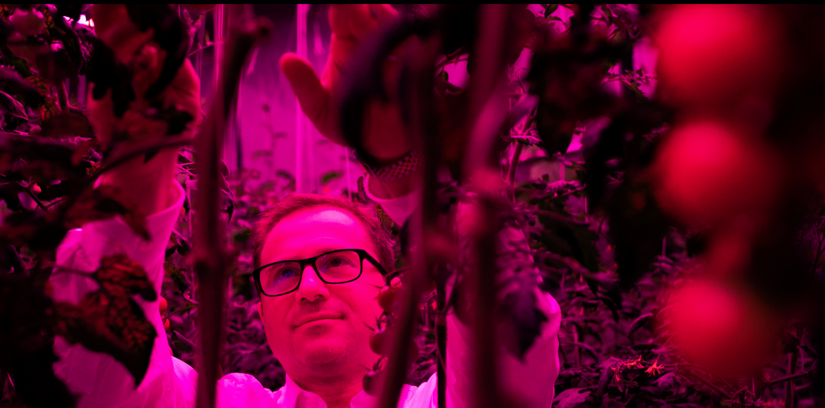 Mike Zelkind, chief executive of 80 Acres Farms, grows tomatoes and other produce with artificial-light recipes made possible with new LED technology. (Maddie McGarvey for The Washington Post)