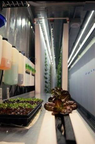 A column of lettuce is ready to receive transplants at Dandelion Farms in Saranac Lake.