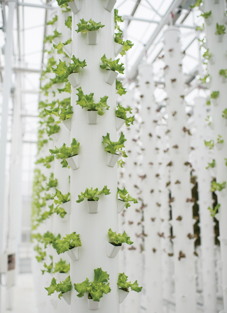 Lettuce growing at Micro Farms