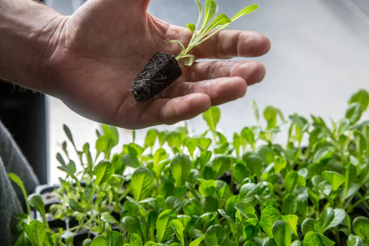 Freight+Farms+Seedling+Tray.jpg