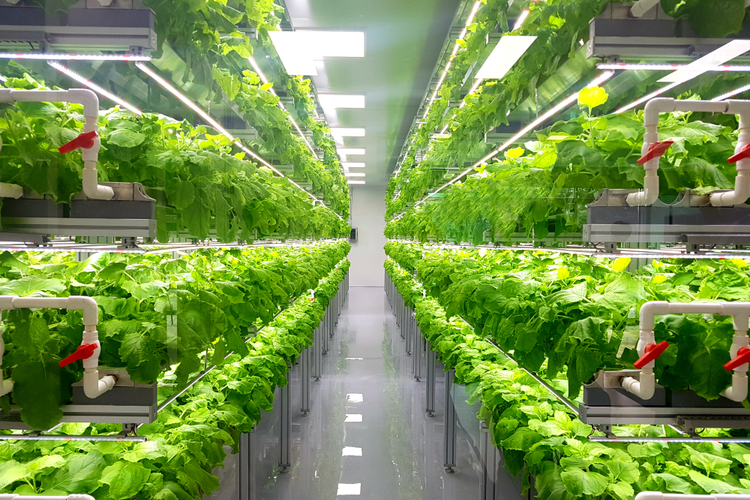 Growing Up: The Potential of Vertical Farming