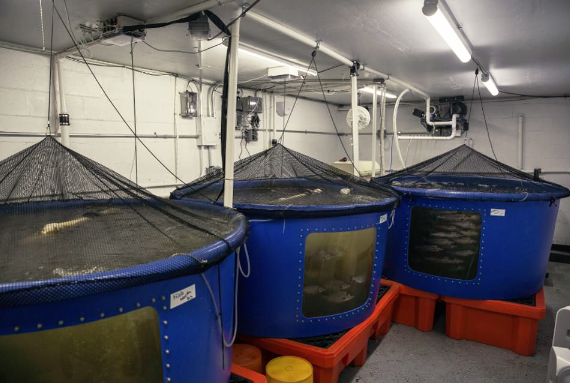 Fish swim in tanks at the Edenworks aquaponics farm in the Brooklyn borough of New York, U.S., on Tuesday, March 12, 2019. Photographer: Victor J. Blue/Bloomberg © 2019 BLOOMBERG FINANCE LP