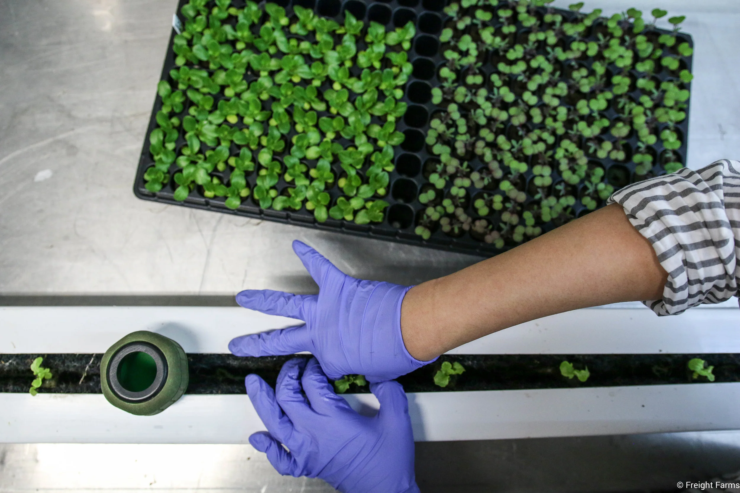 Freight Farms_Transplanting.jpg