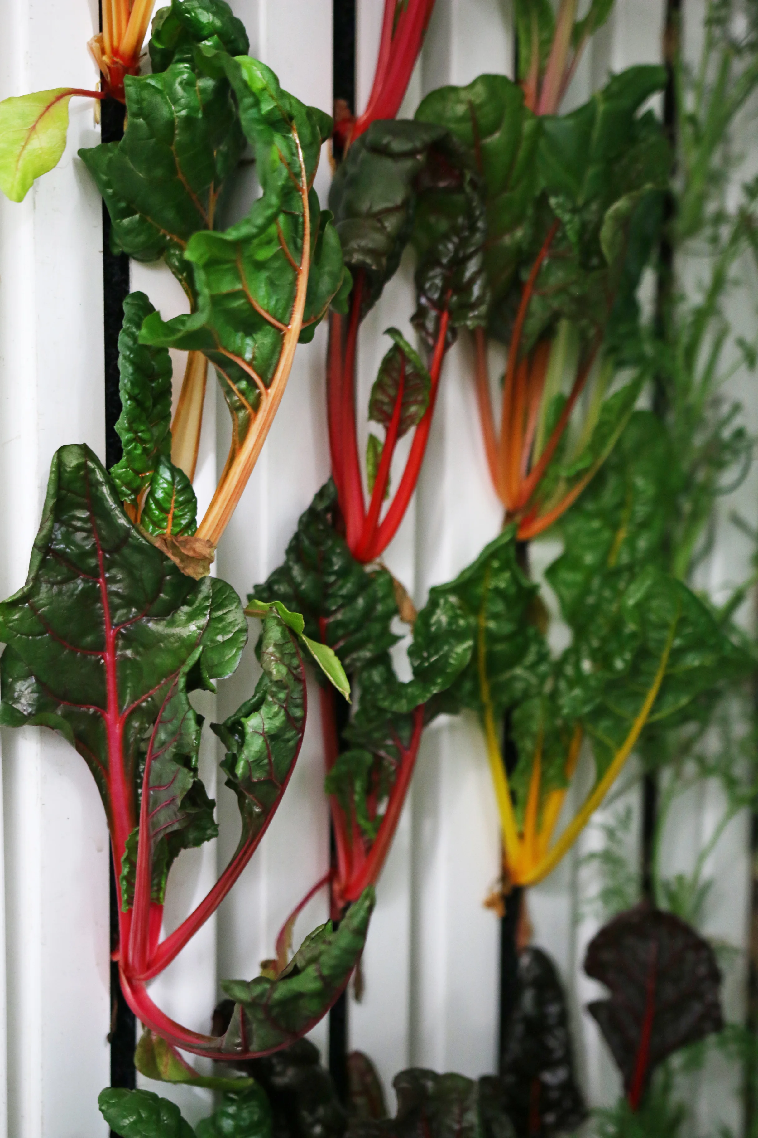 Freight_Farms_Swiss_Chard.jpg