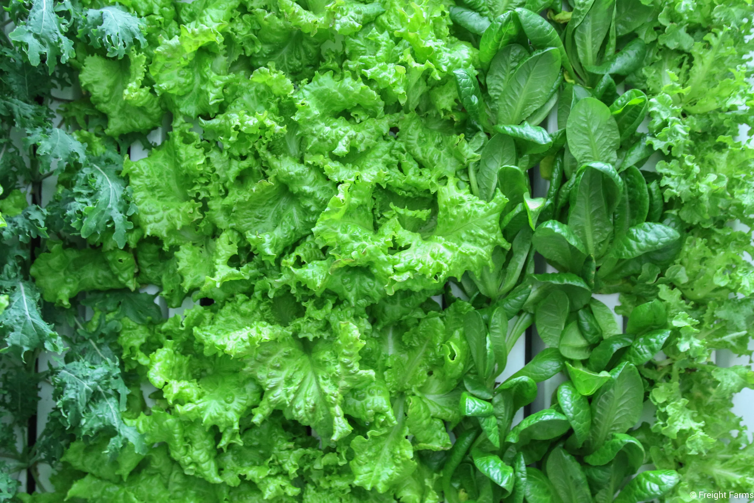 LGM_Leafy Greens.jpg