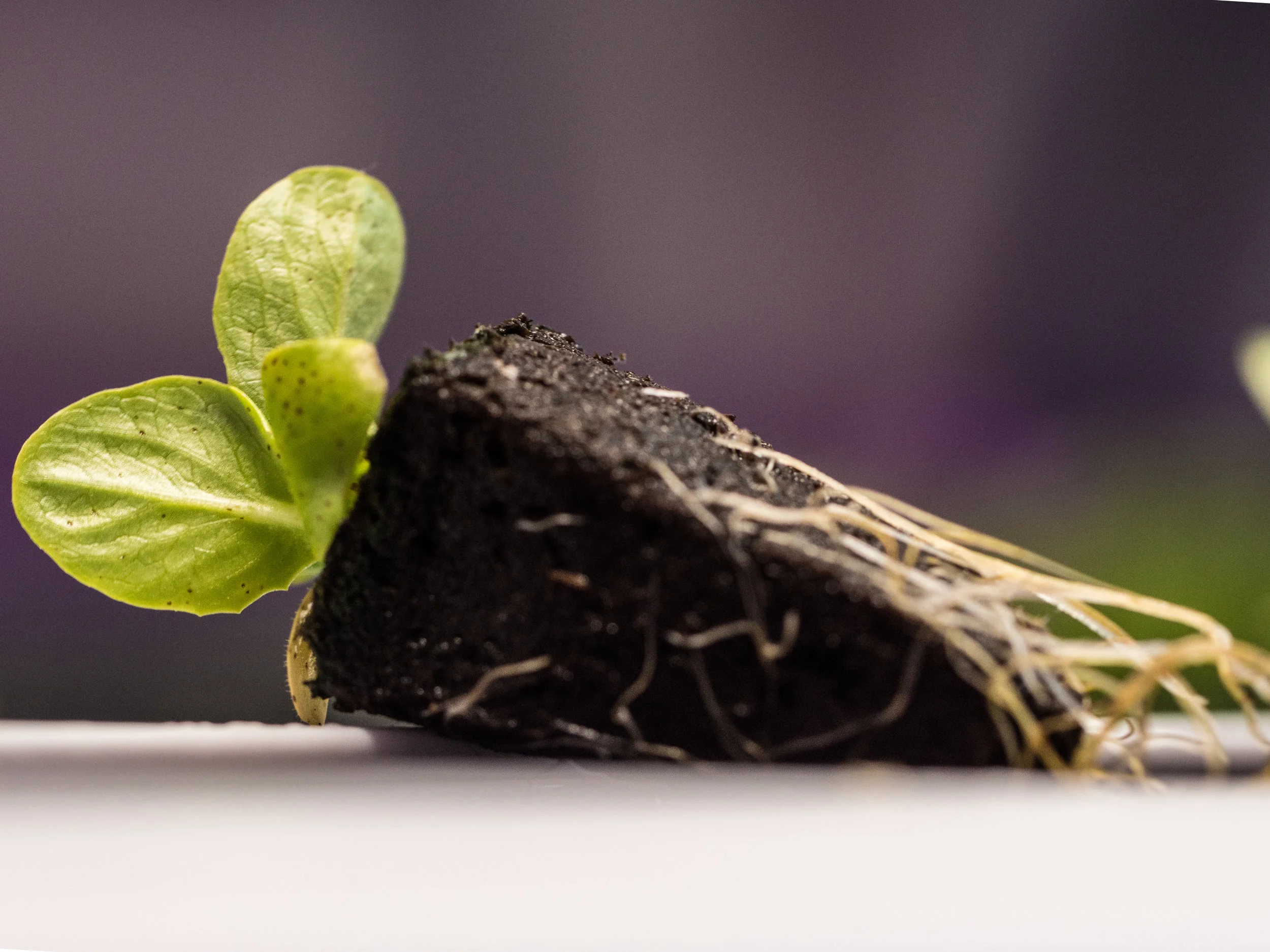 LGM_seedling_with_roots.jpg