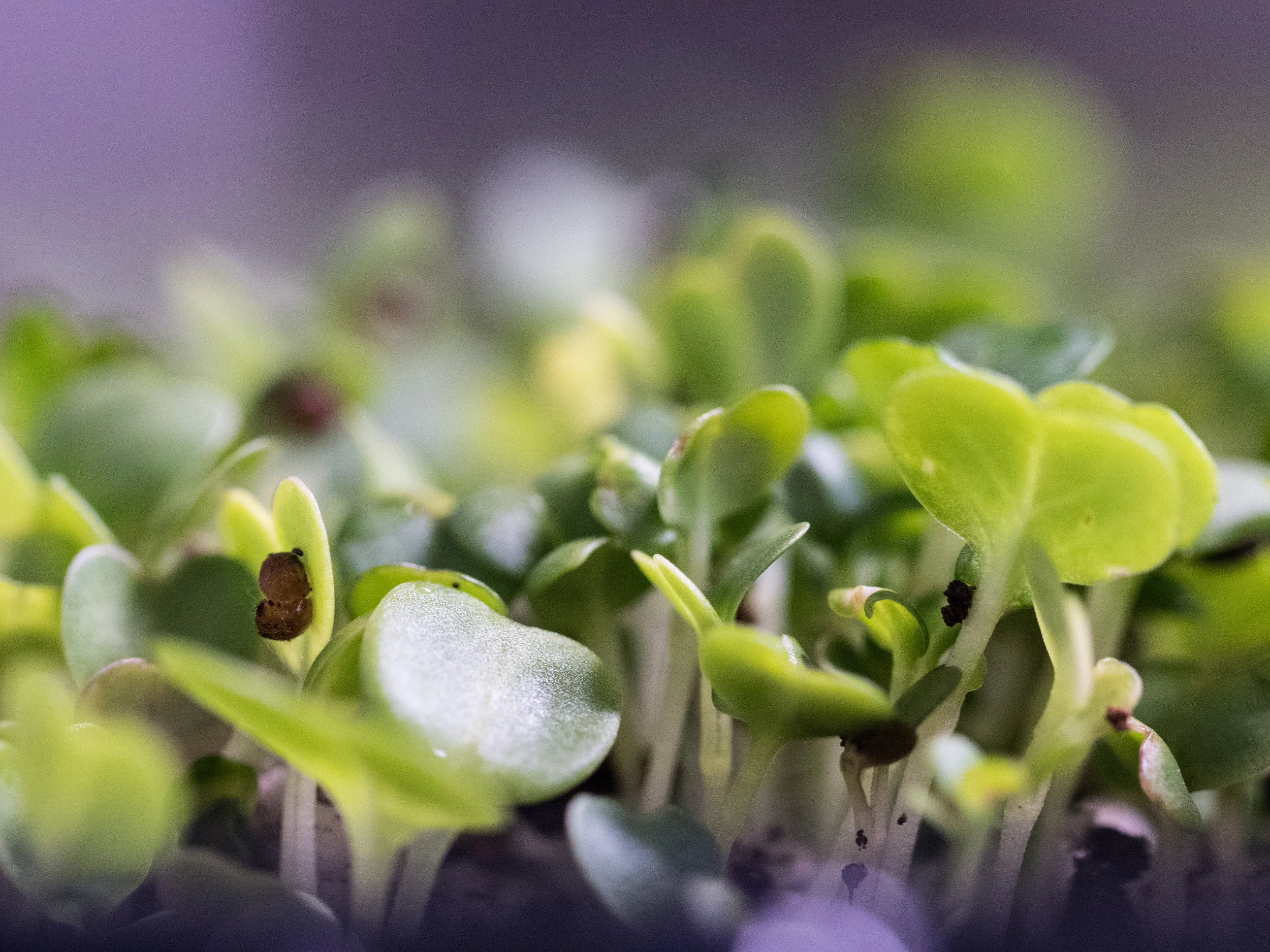 LGM_seedlings3.jpg
