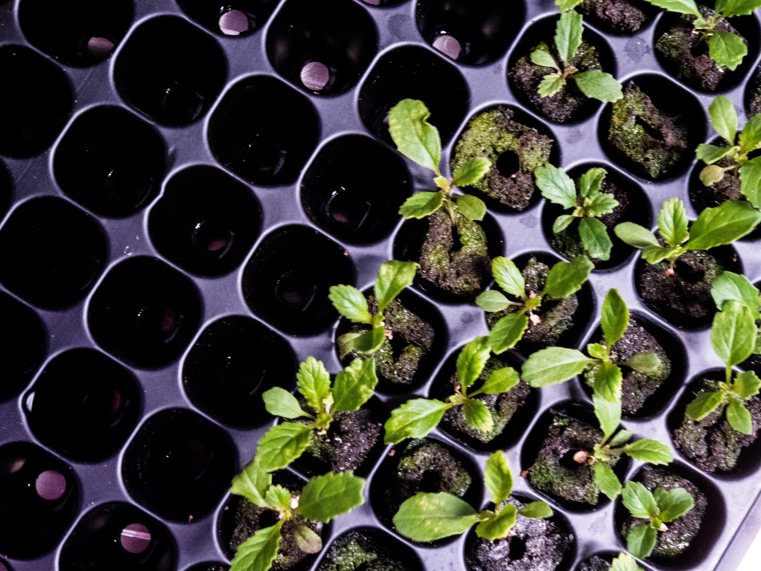 LGM_seedlings8.jpg