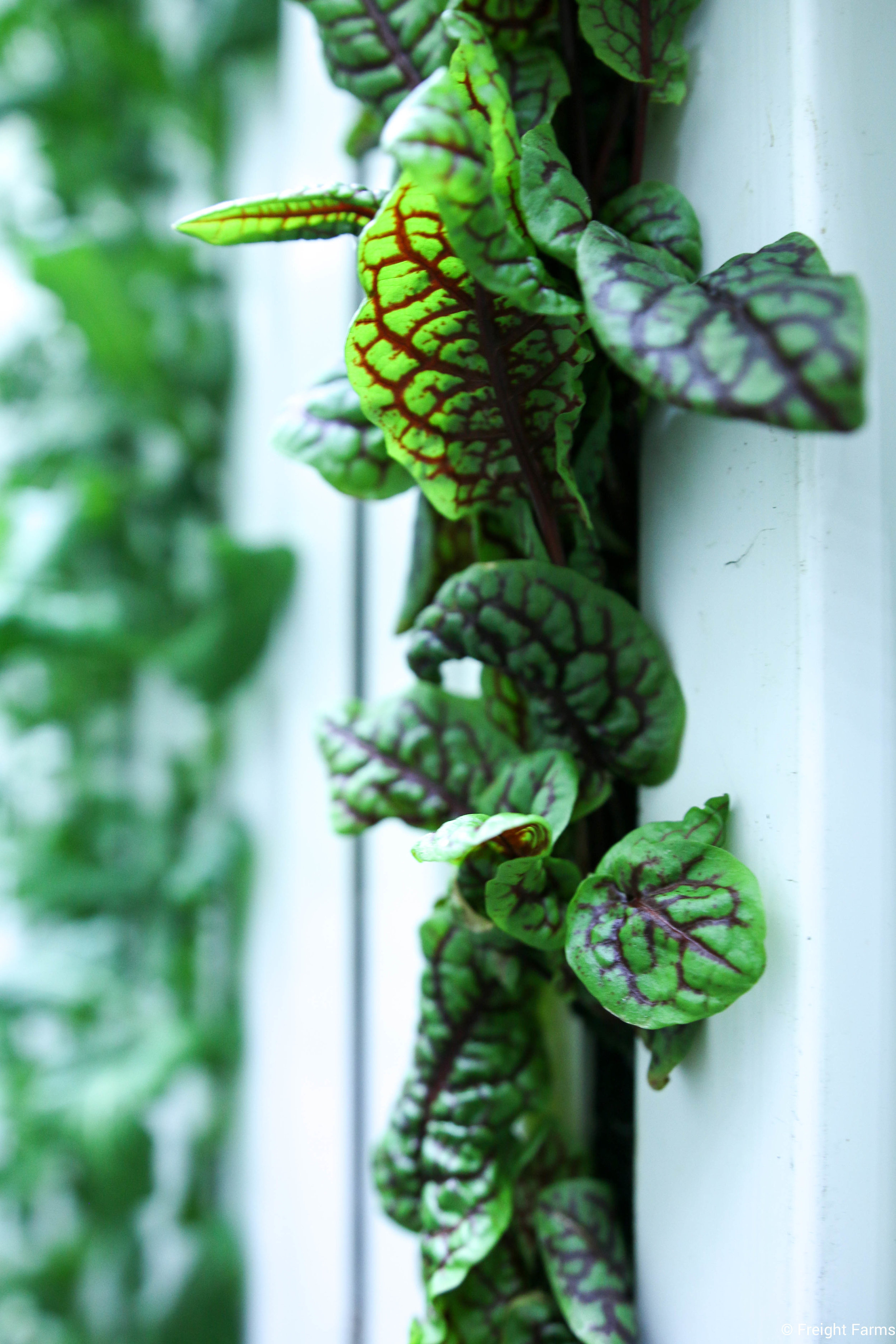 LGM_Sorrel.jpg