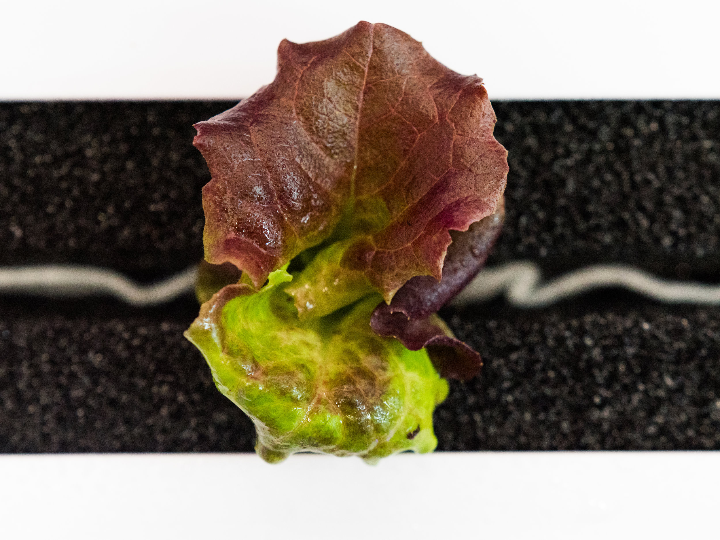 LGM_seedlings9.jpg