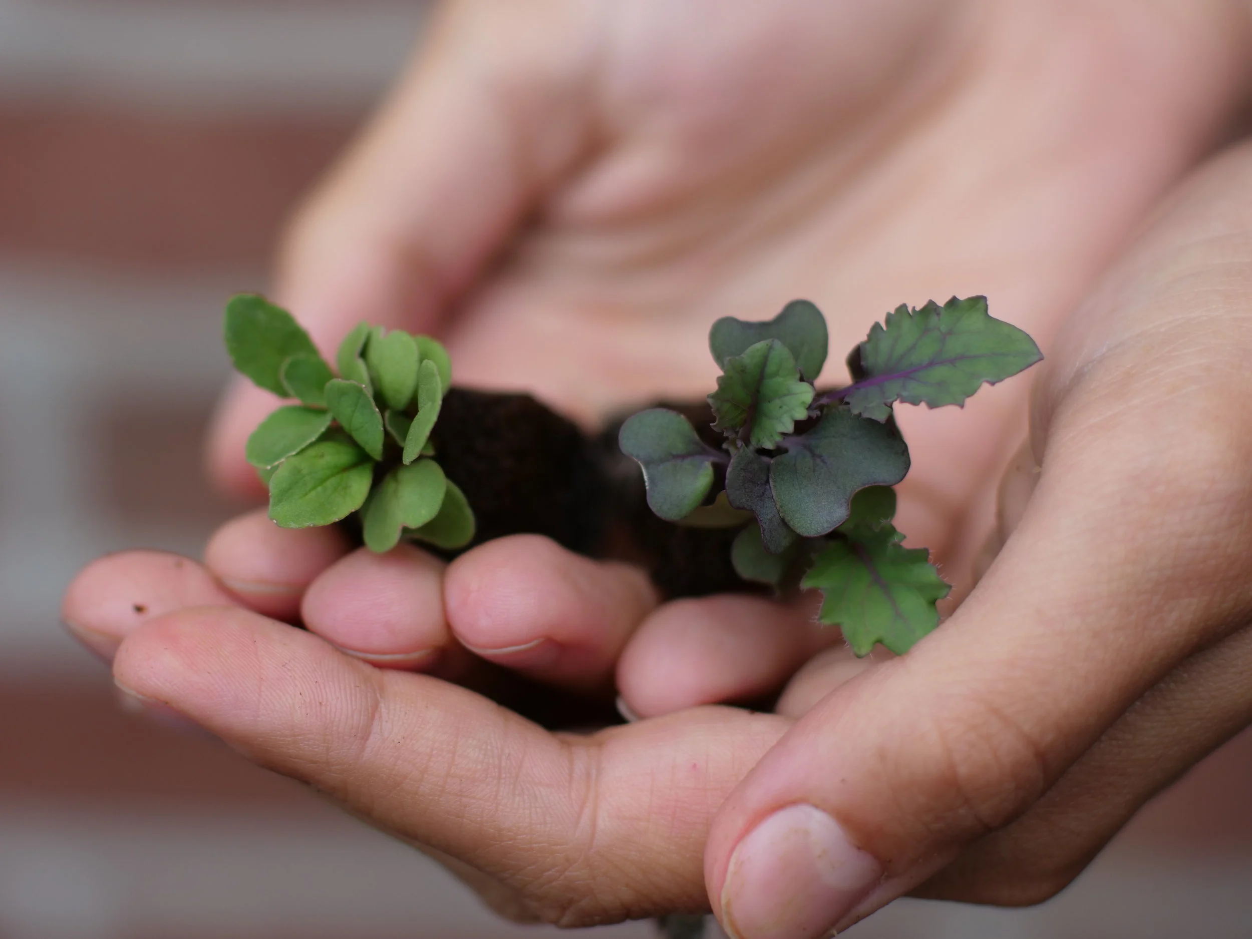 Seedlings in Hand.JPG
