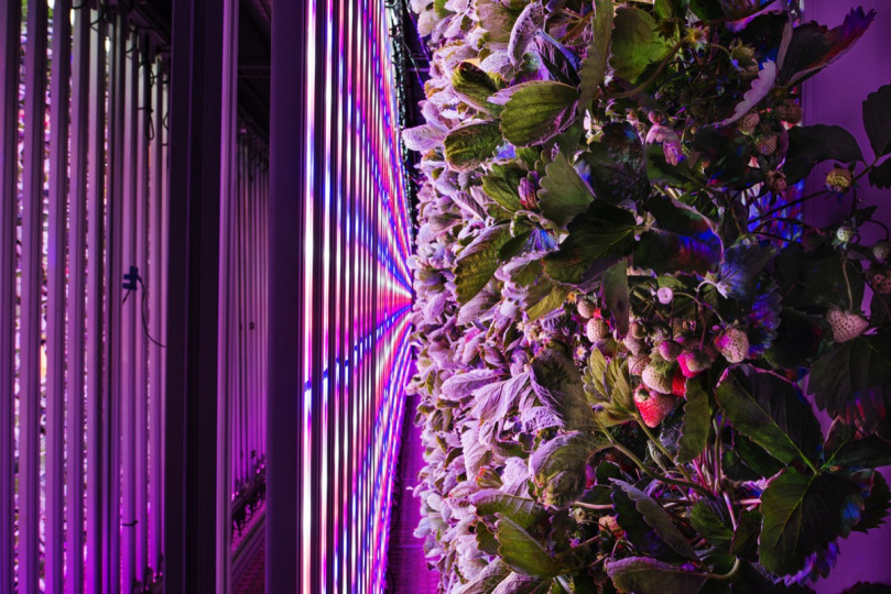 GiovannidelBrenna_ParisAgricole10-x540q100.jpg