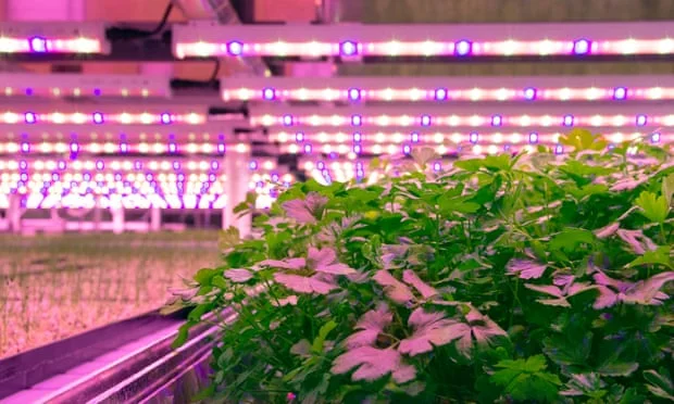 Jones Food’s vertical farm in Scunthorpe, which grows fresh herbs under lights in a warehouse. Photograph: Holly Challinor