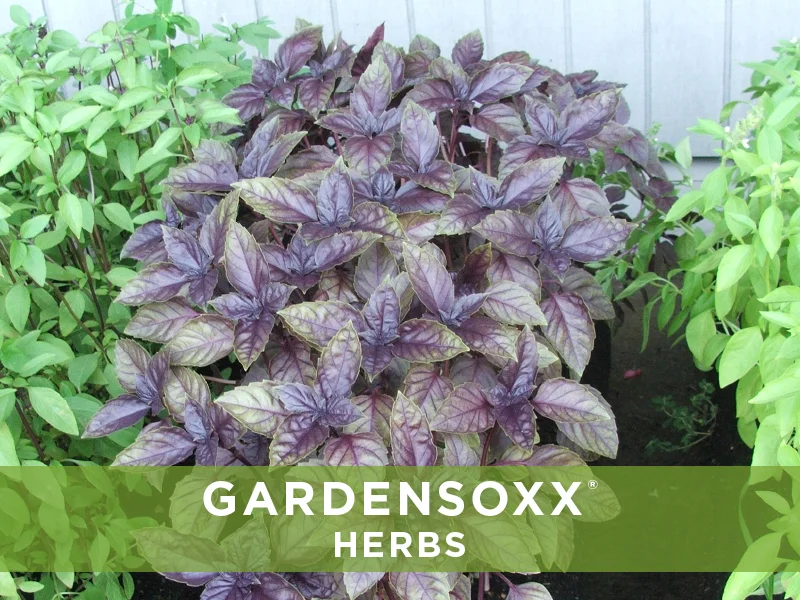 GardenSoxxHerbs_6.jpg