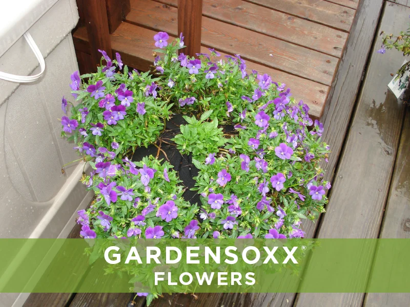 GardenSoxxFlowers_4.jpg