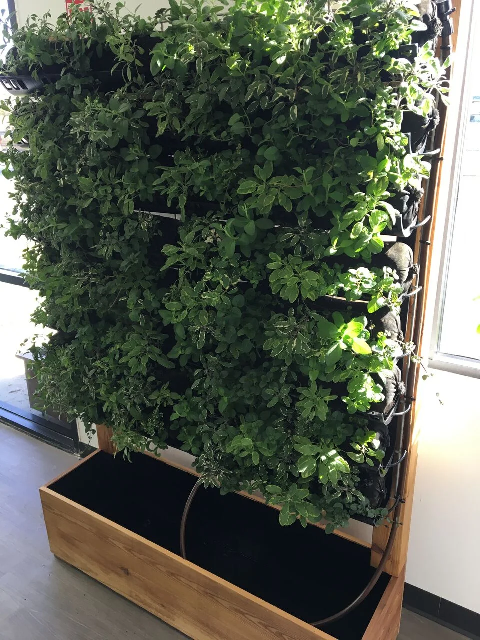 unit grown out in herbs.jpeg