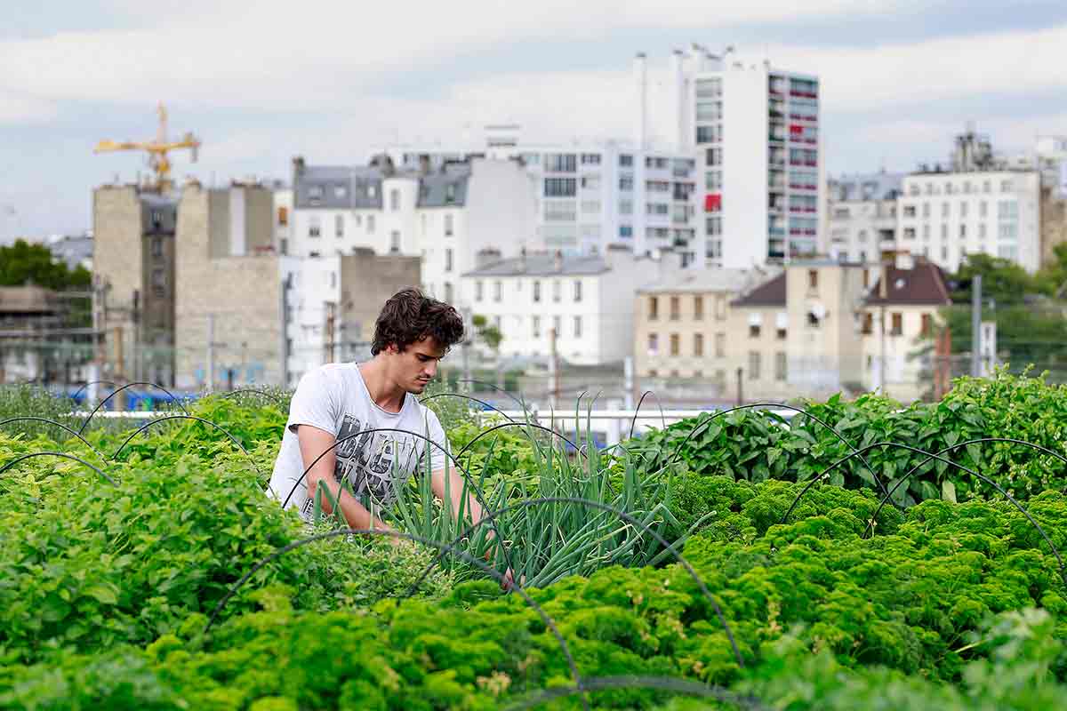 This file photo shows an employee of urban farming start-up Aeromate checks on vegetables and aromatic herbs growing on the rooftop of a building owned by French public transport group RATP as part of a rooftop farming project in Paris on 24 August, 2017. (Benjamin Cremel / AFP Photo)