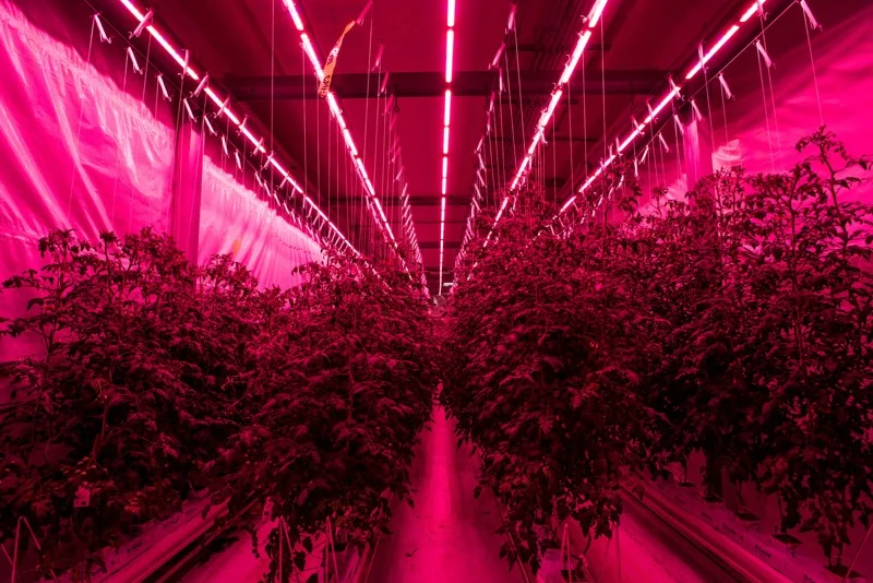 060719 Ham acres 18.jpeg