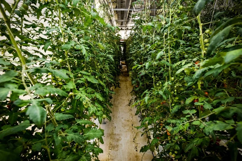 060719 Ham acres 17.jpeg