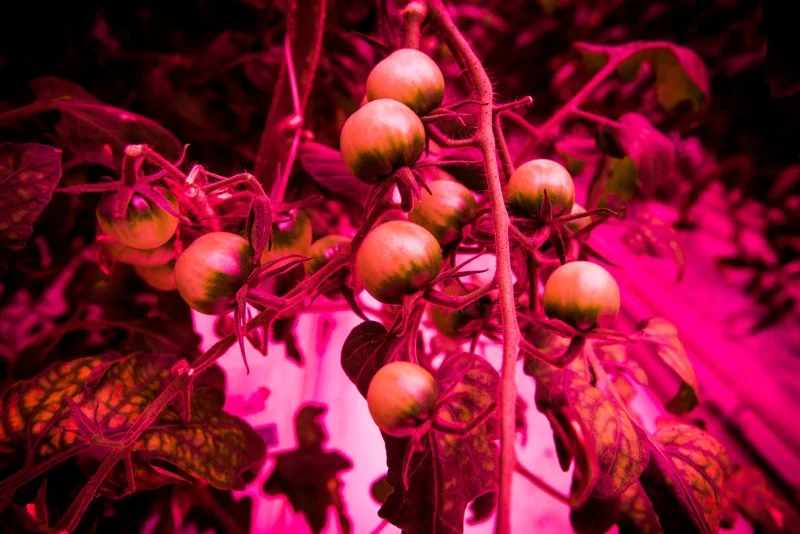 060719 Ham acres 13.jpeg