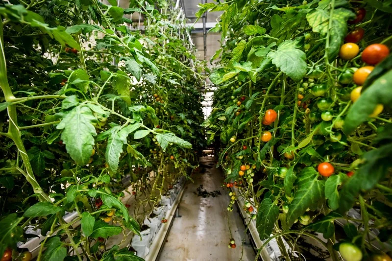 060719 Ham acres 15.jpeg