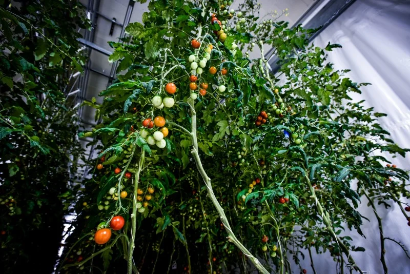 060719 Ham acres 10.jpeg